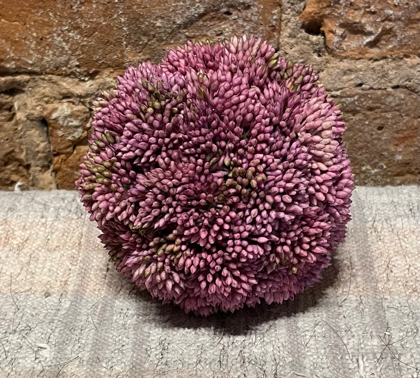 Sedum Ball 4"