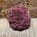 Sedum Ball 4"