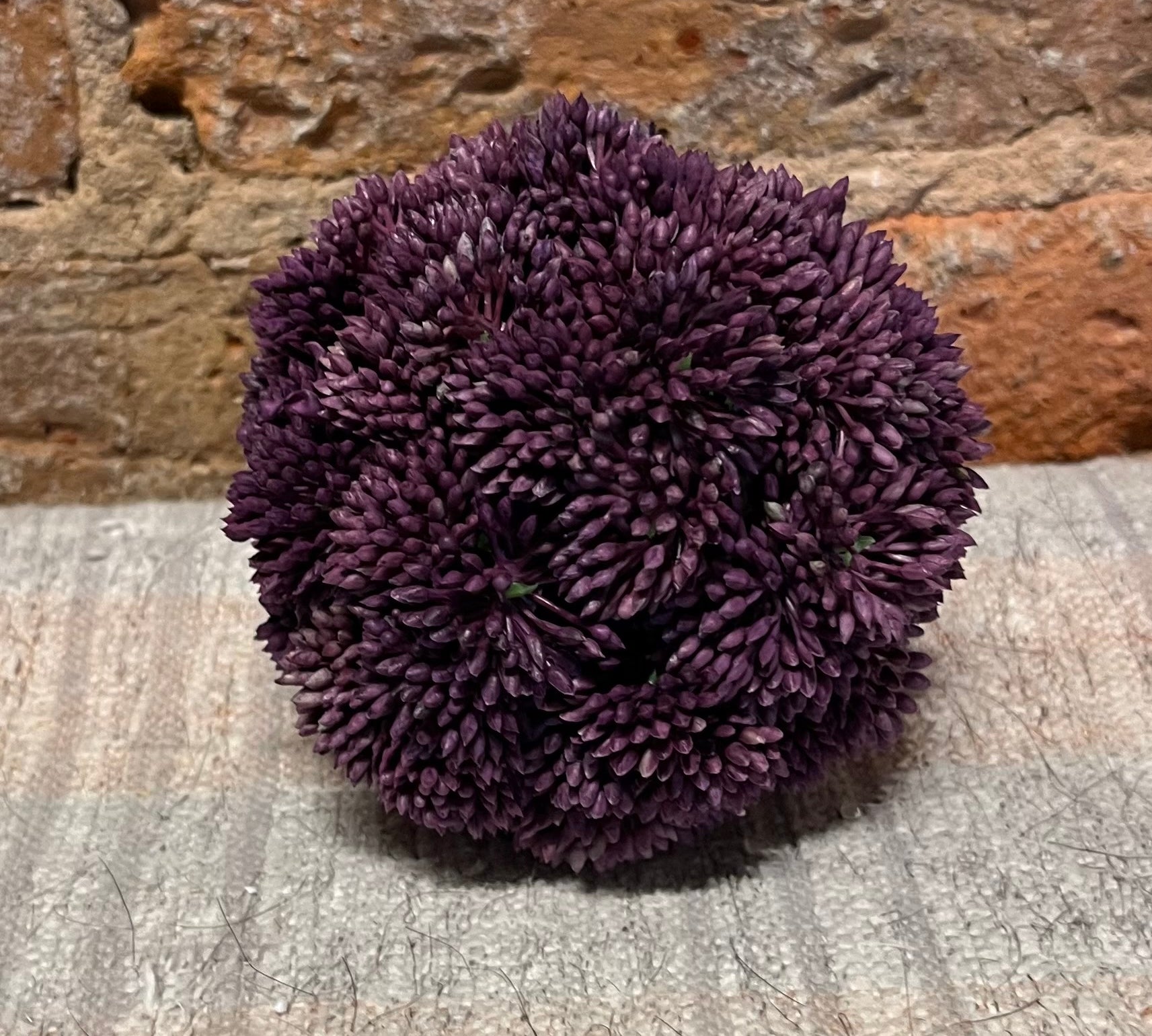 Sedum Ball 4"