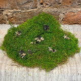 Moss Pad 11x7"