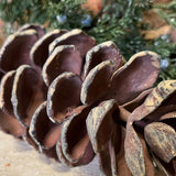 Natural Single Pinecone Pick 14”