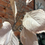 Candlelight  Cream Hydrangea Leaf Spray 41”