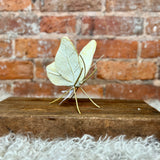 Resin Gold/White Butterfly