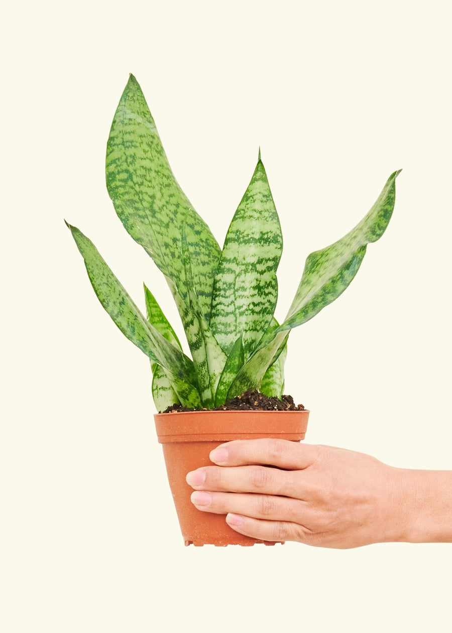 Snake Plant (Live Plant)