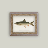 Lake Trout Framed Art 10x8"