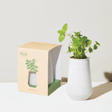 Modern Sprout Tapered Tumbler Plant