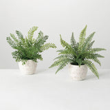 Fern in White Pot 13in