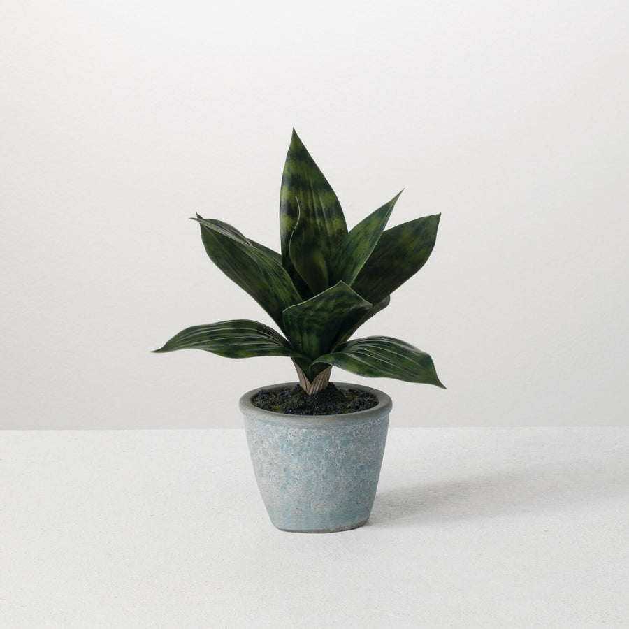Potted Sansevieria 8x10