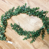 Eucalyptus Cinerea Garland 6'