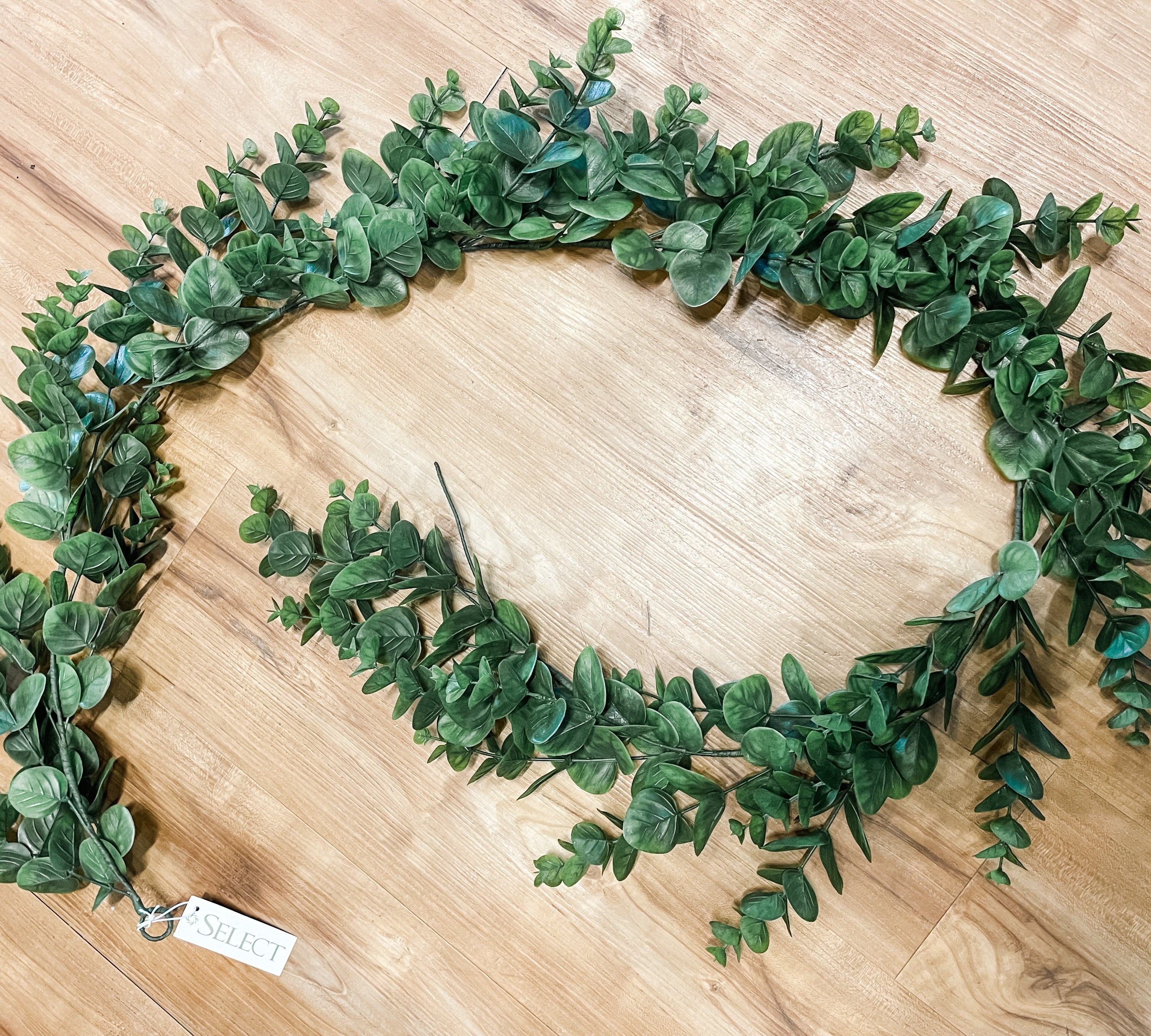 Eucalyptus Cinerea Garland 6'