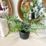 Potted Fern in Black Pot
