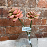 Mini Succulent Spray 11"