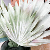 Dusty Green Palm Bush 15.5”