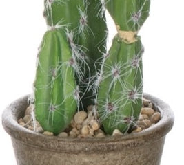 Brown Pot Rock Cactus