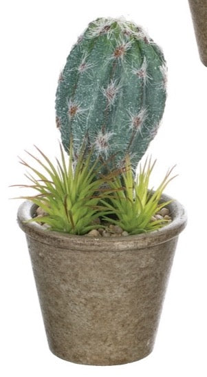 Brown Pot Rock Cactus