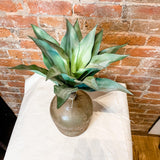 Agave Plant Pick 10.5" - MarketPlaceManning