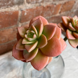 Mini Succulent Spray 11"