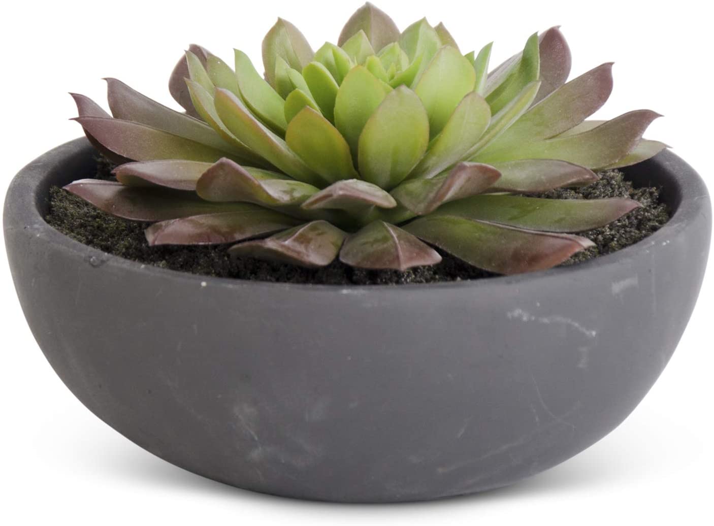 Succulent in Matte Black Bowl 6.75"