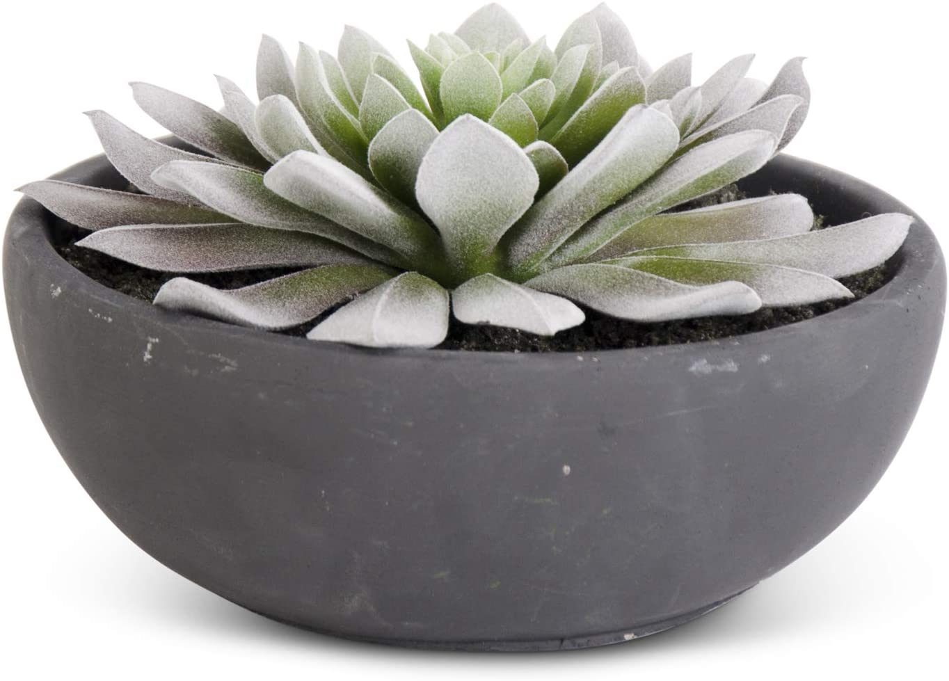 Succulent in Matte Black Bowl 6.75"