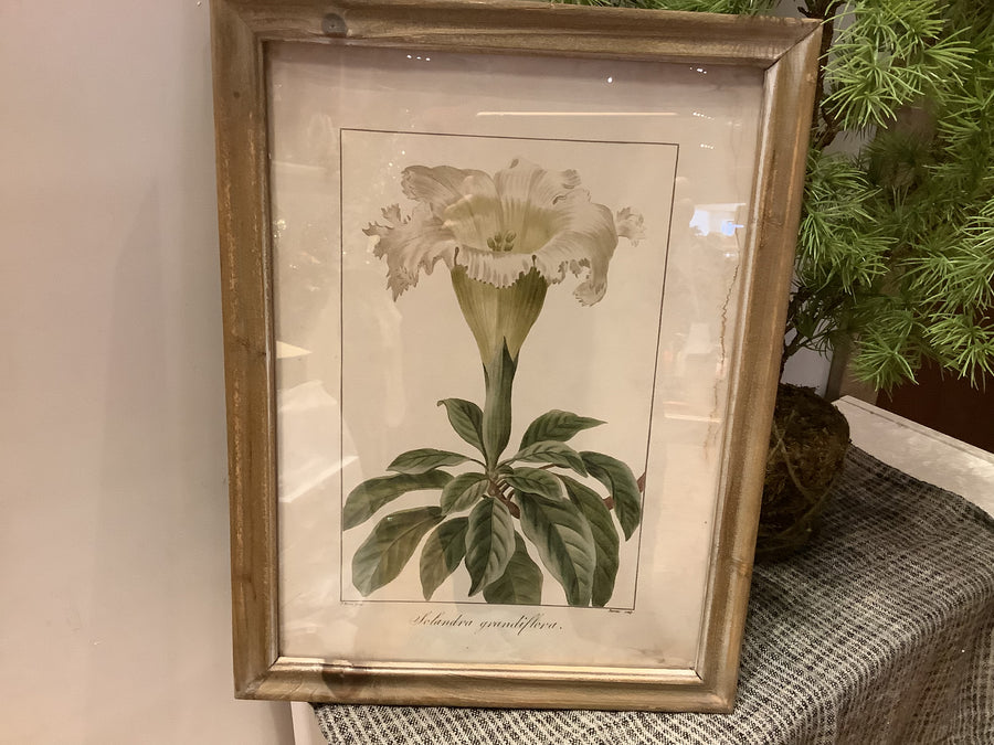 Framed Floral Image 13.75x18"
