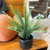 Potted Fern in Black Pot