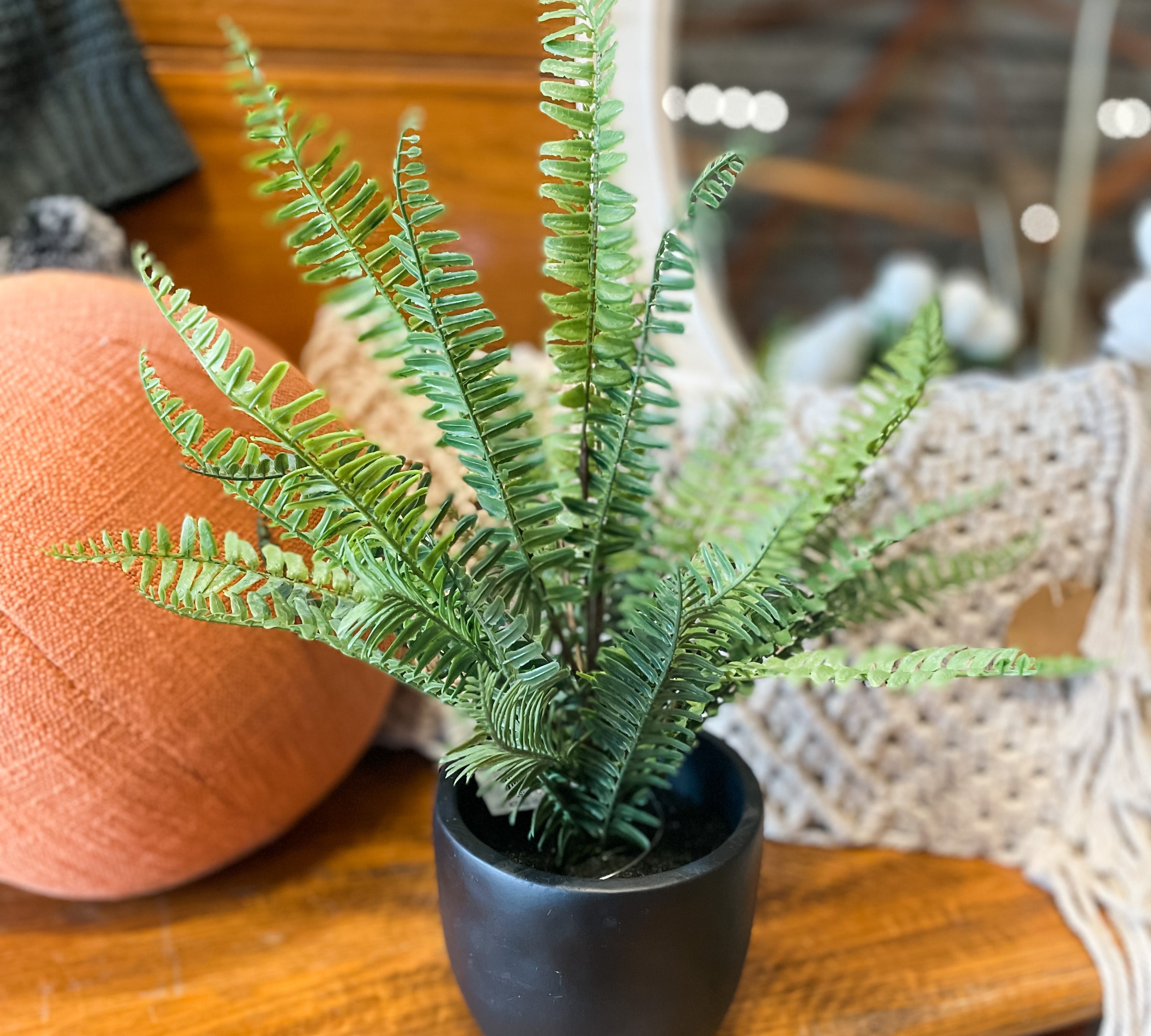 Potted Fern in Black Pot