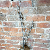 Tan Pussy Willow Stem 33"