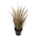 Cattail Grass