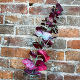Fall Eucalyptus Leaf Stem 28.5”