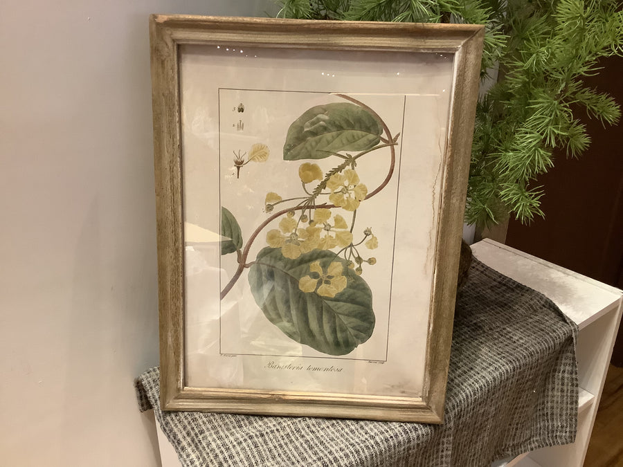Framed Floral Image 13.75x18"