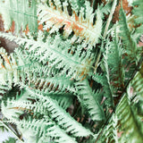 Green Forest Fern 26"
