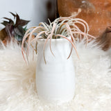 Neutral Open Rim Vase