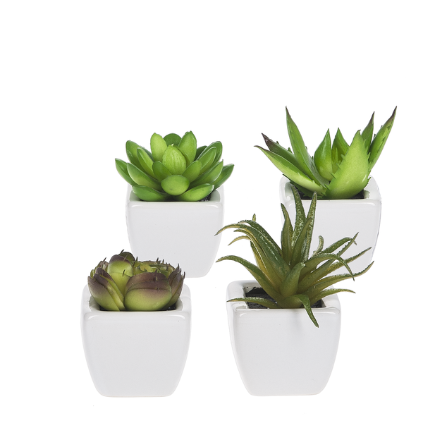 Succulents in Pots 2 in.