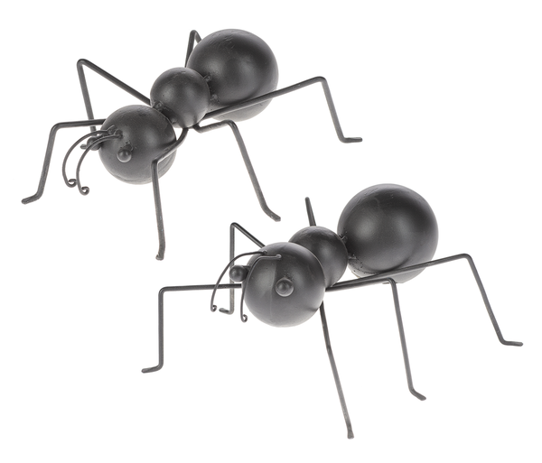 Oversized Distressed Black Ant
