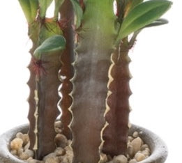 Brown Pot Rock Cactus
