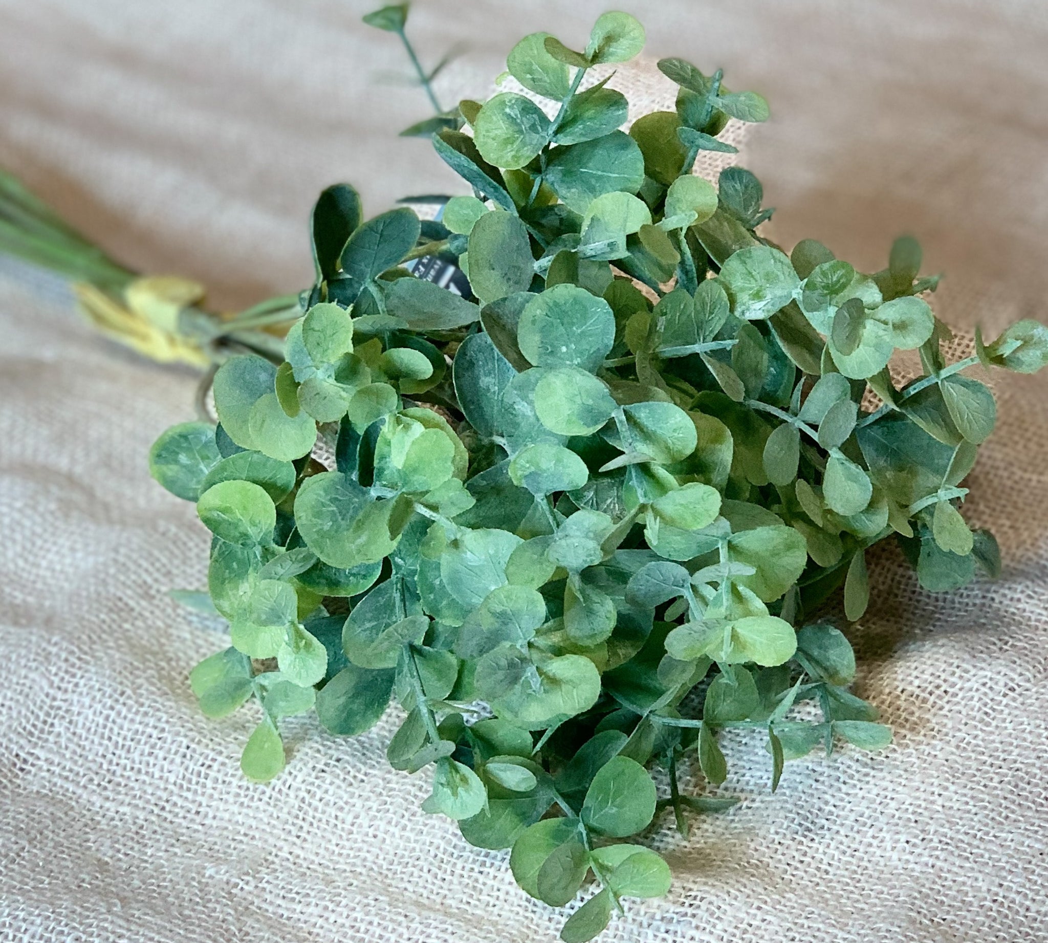 Eucalyptus Bundle 15”