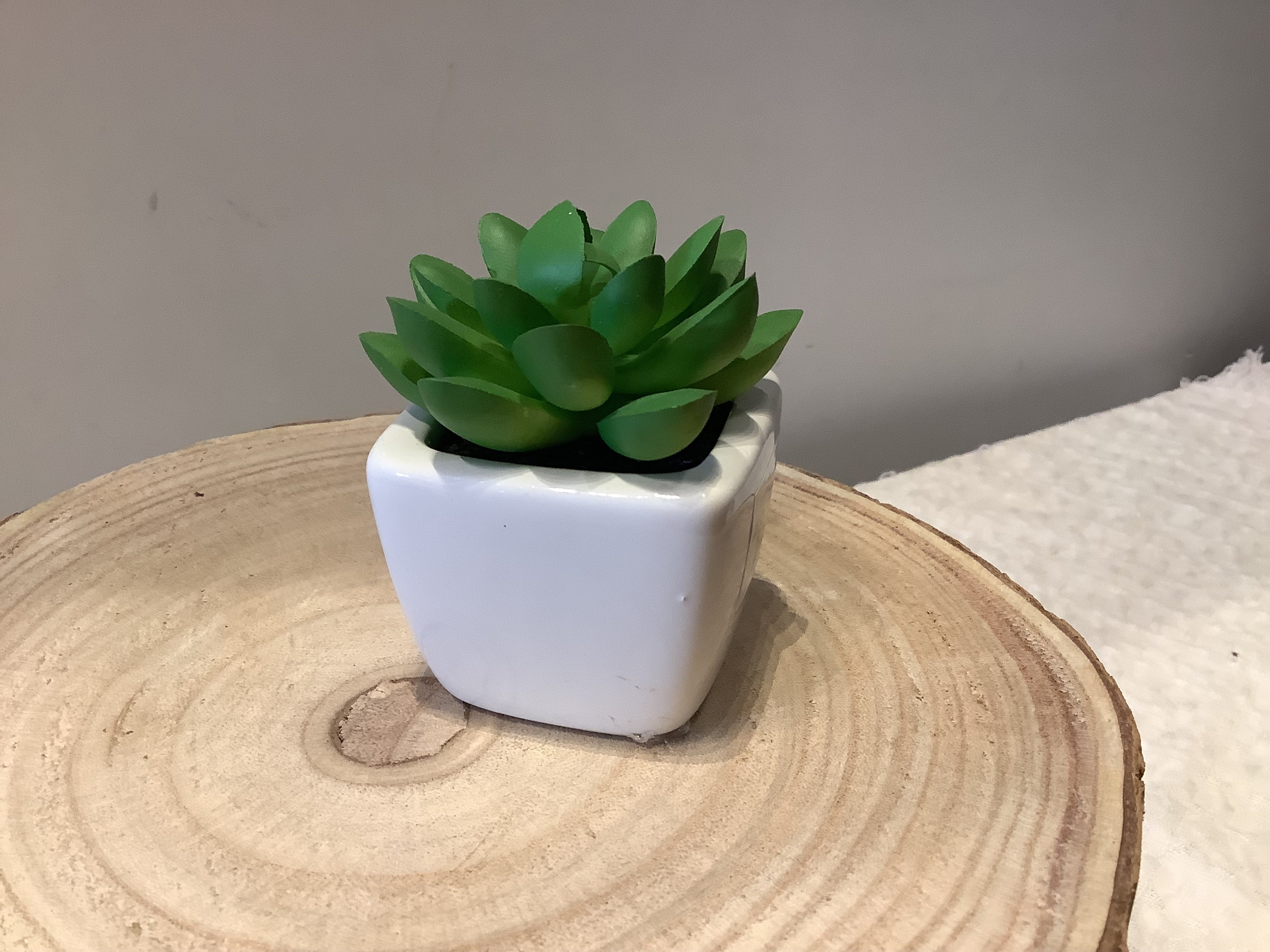 Succulents in Pots 2 in.