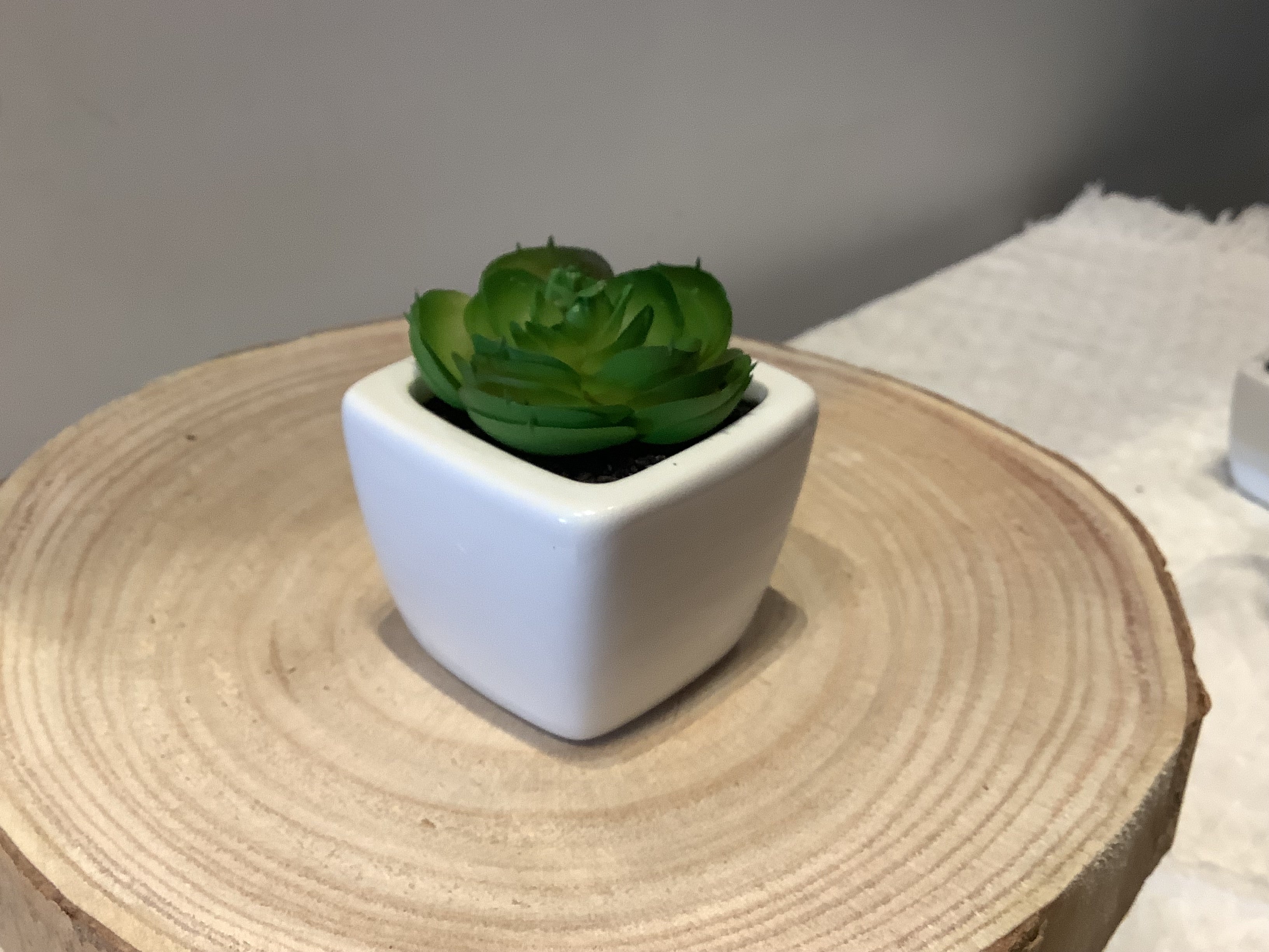 Succulents in Pots 2 in.
