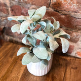 Lamb's Ear in White Ribbed Ceramic Pot 11"