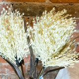 Cream Stout Reed Stem 32"