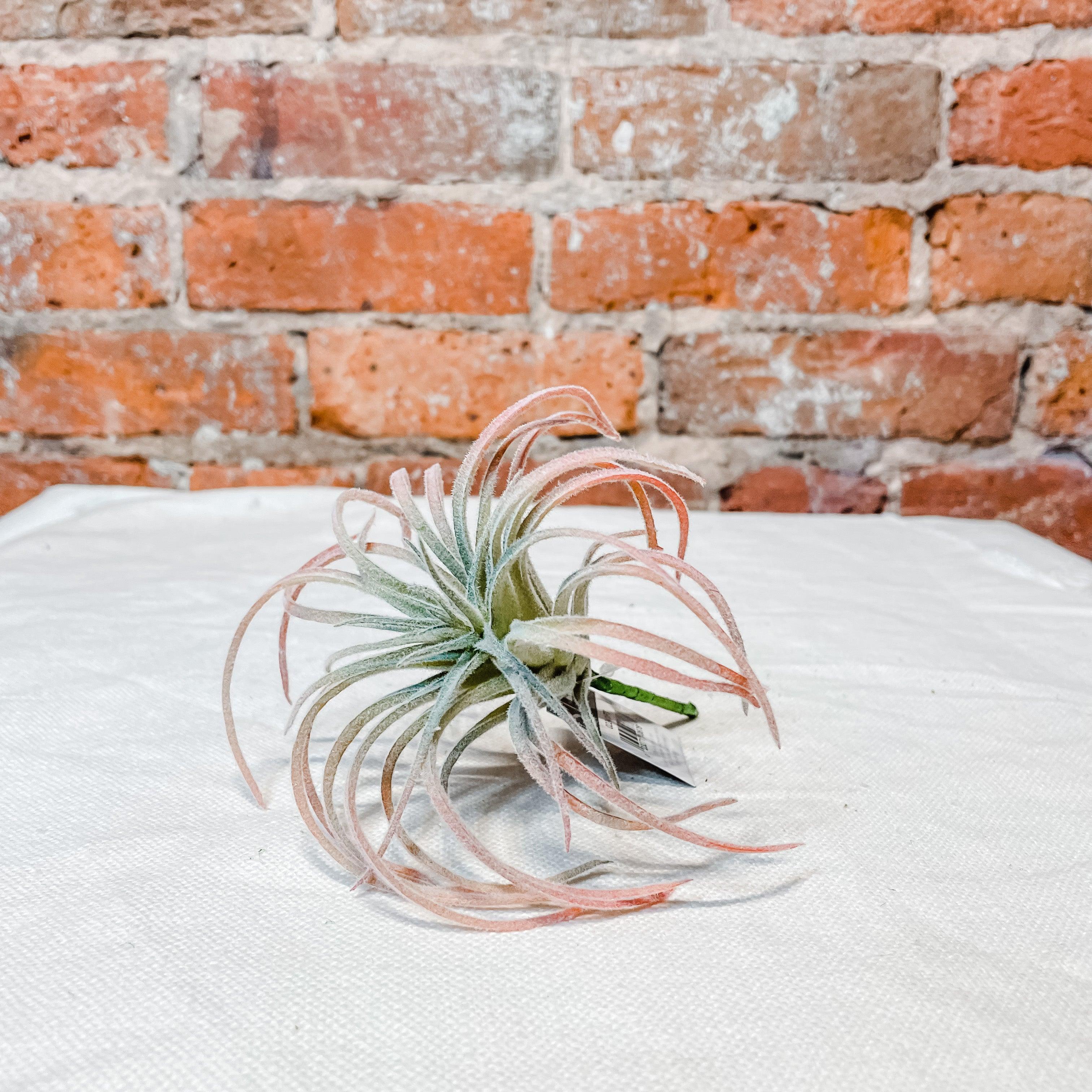 Air Plant 5" - MarketPlaceManning