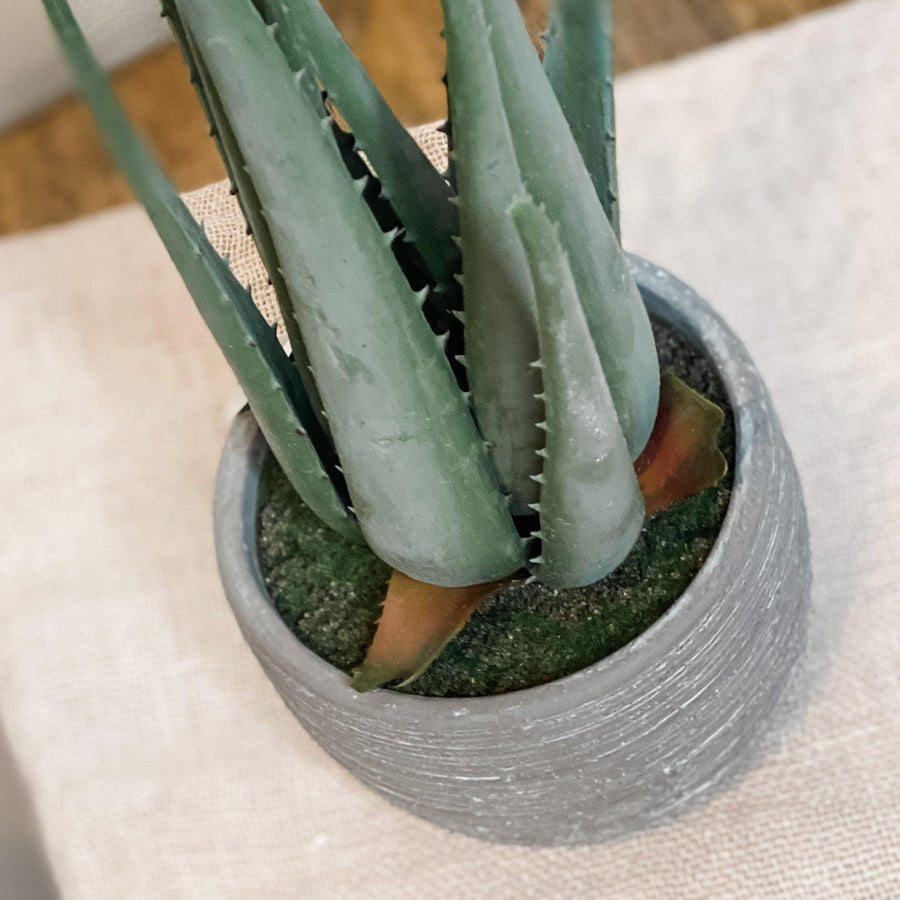 Aloe in Grey Textured Cement Pot 13 In. - MarketPlaceManning