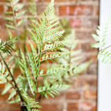 Fern in Ceramic Pot 28"
