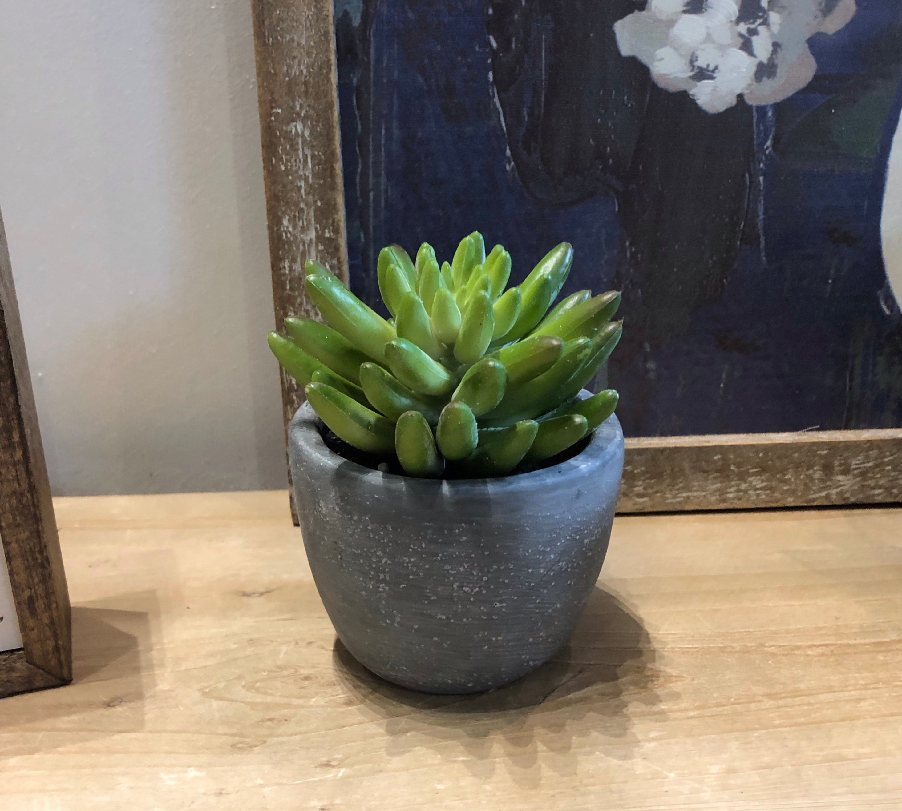 Small Succulent in Cement Pot 4"