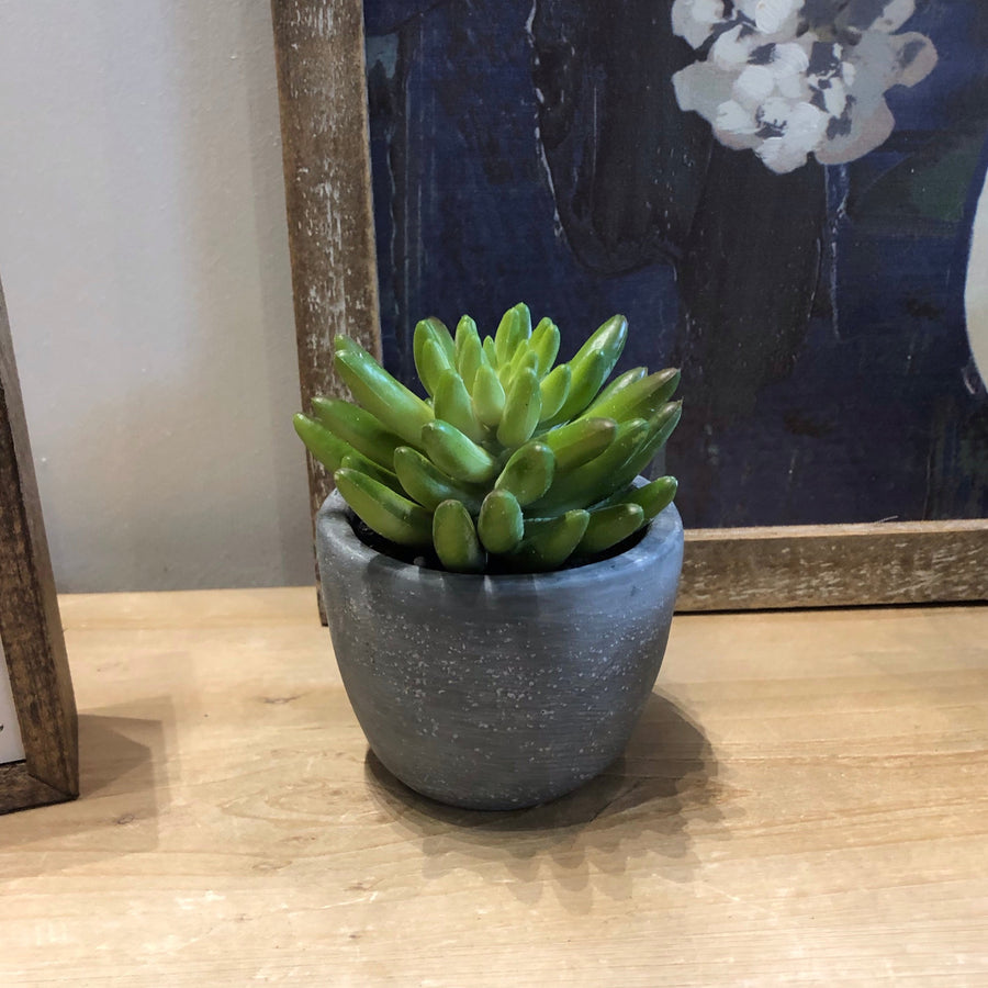Small Succulent in Cement Pot 4"