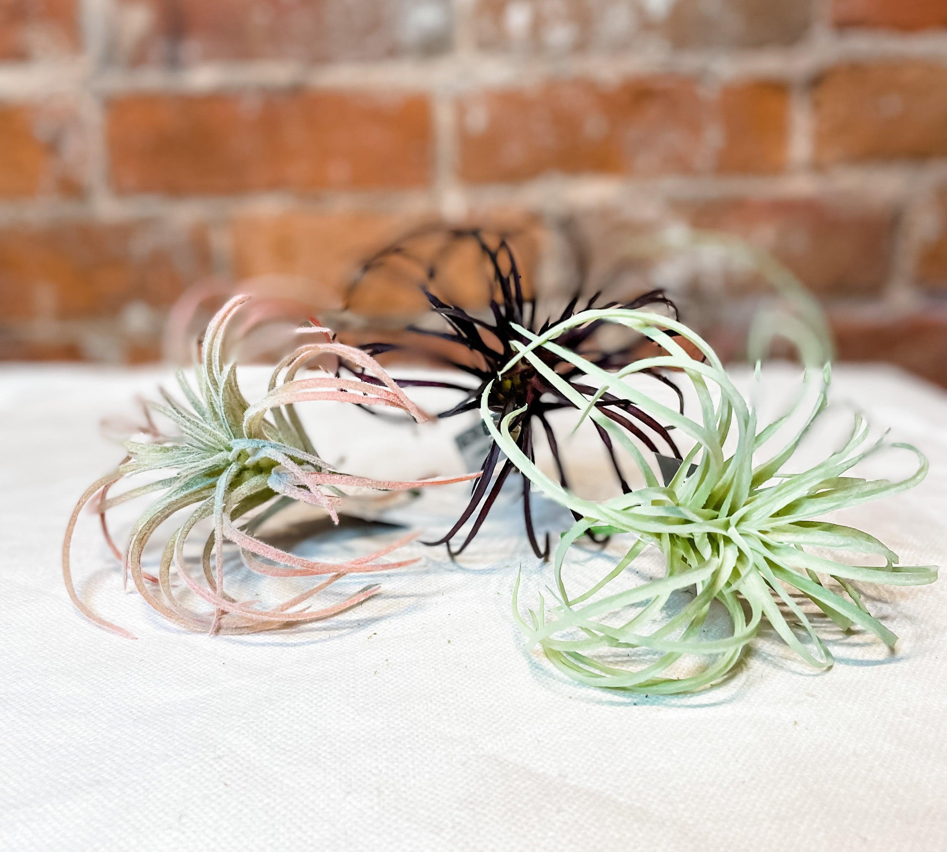 Air Plant 5" - MarketPlaceManning