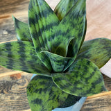 Potted Sansevieria 8x10