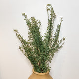 Real Touch Myrtle Leaf Branch 47"