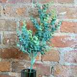 Soft Green Eucalyptus Stem 26in