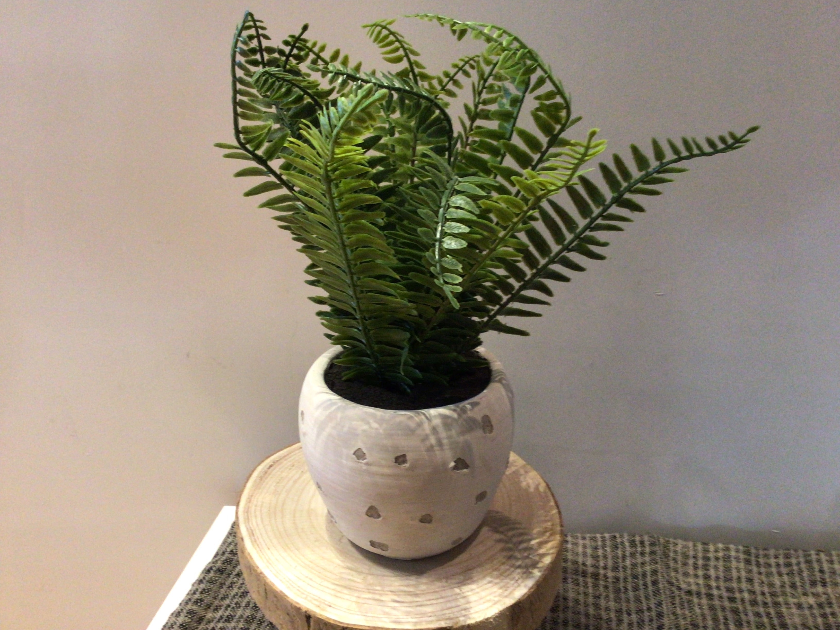 Fern in White Pot 13in